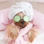 Pet Care